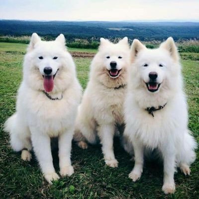 yami6954's profile picture. 高卒済20↑。そっと呟きます。無言フォロー派。地雷無しのキチガイオタク。夢or腐なんでも読みます。