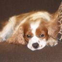 Sonny King Charles - @SirSonny - Twitter