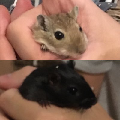We are Patsy (black) and Edina (grey) the Gerbils! follow our story and journey! #Patsy #Edina #Gerbils #pets #petsontwitter