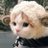zaaebaloo's profile image
