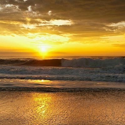 gigliolacannas's profile picture. 