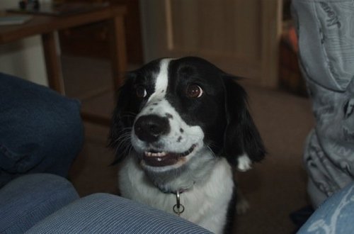 Jujustringer's profile picture. Wife, mother to two fantastic boys, receptionist, dog owner, reader, gardener, chicken keeper, friend, card maker and patchworker.