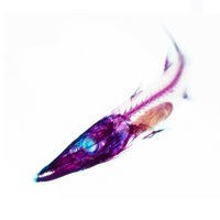 オリザ (@oryza_atherina) Twitter profile photo