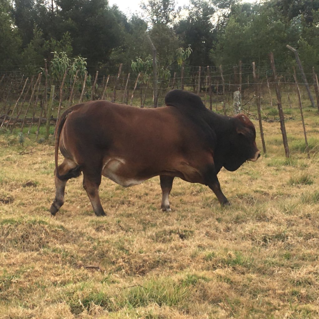 velile_pangwa's profile picture. 