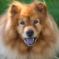 Izzy_the_Chow(@Izzy_the_Chow) 's Twitter Profile Photo