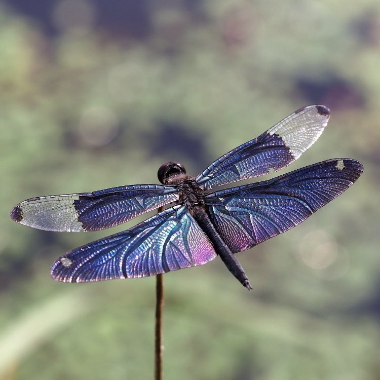 BREEZE90973788's profile picture. God🙏 Family💜 America 🇺🇸