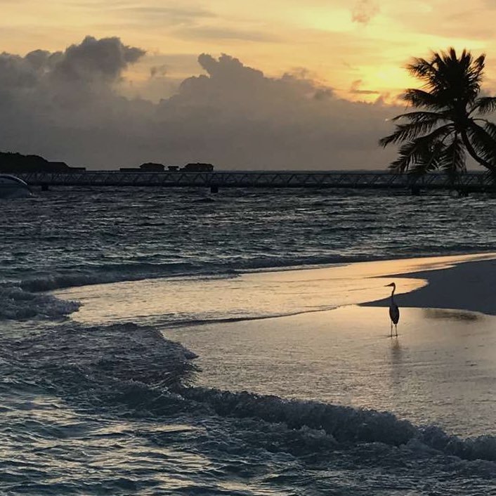 m_l_a_t_h's profile picture. شعر.. وشوية شعور