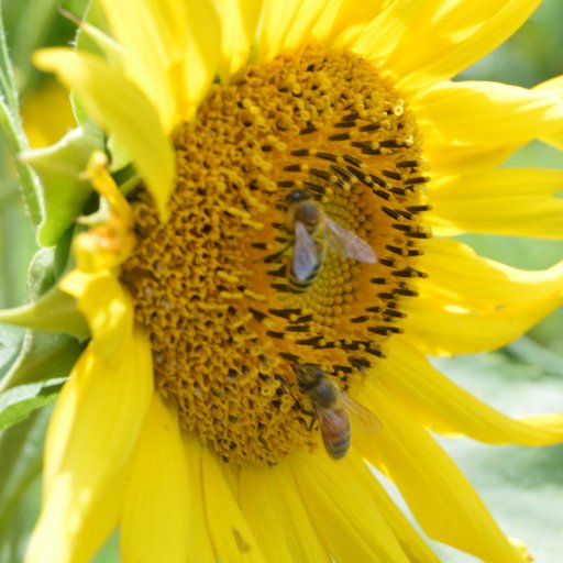 BlackBirchBees's profile picture. 