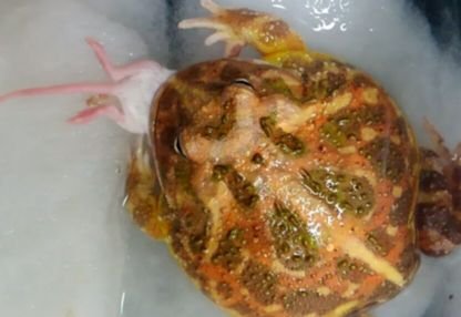 shuujicockroach's profile picture. ※生物全般大好き
生物採集依存症の愛知県産♂個体
生物系の方は、フォロバ64.9％...

※引っ越し・新生活等々....などで
飼いきれなくなった生物などいましたら僕にDMください


野放しは、絶対にやめてくださいね