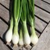 allotment novice (@allotmentripley) Twitter profile photo allotment novice (@allotmentripley) Twitter profile photo