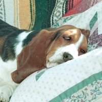 OldDog (@olddogmjh) 's Twitter Profile