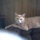 ellen ross - @momofonestepmom - Twitter