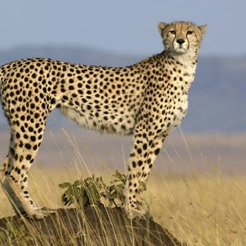 Chesstalent147's profile picture. J'aime le foot, FC Barcelona. Je suis fan de Nadal et Kvitova