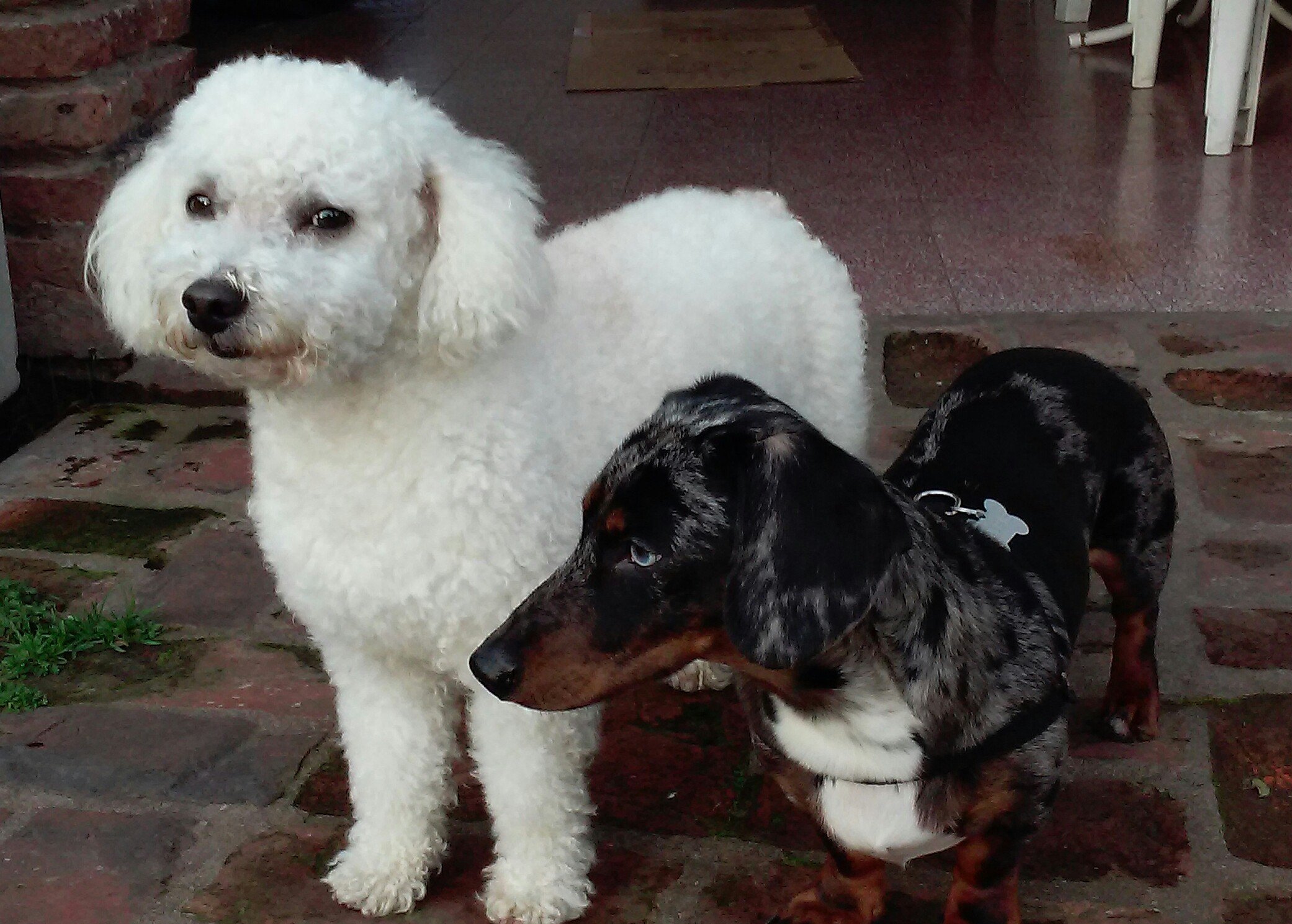 gar_deconfianza's profile picture. Cortadora de pasto compulsiva.