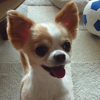 kyotetsu55 (@kyoromon70) 's Twitter Profile
