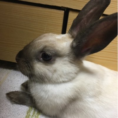 うさちゃんとゲームを愛してます(*´ω`*)ダクソ、ブラボ大好きーーー(*⁰▿⁰*)下手くそだけど!!色んなゲームに手出すよーー✋😏️✨