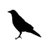 カラス(鴉崎)'s icon
