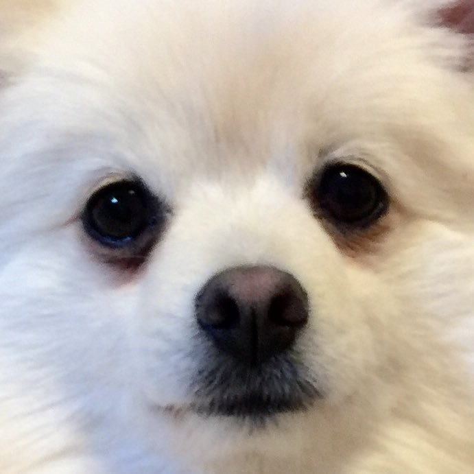 hahifuhe7265's profile picture. 白いもふもふに目がない 本当に大切なものは目に見えない 早く海賊王になりたい ポケモンGO 521321127206 友だち募集中