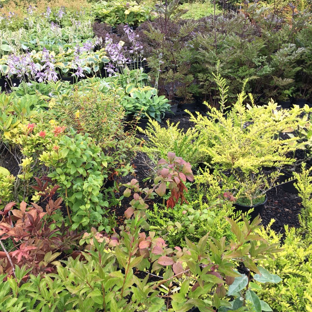 Supplier and grower of trees, shrubs, plants and accessories in Loughton since 1912. Nursery road, loughton IG10 4DZ