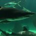 entretiburones (@maspacienciaimp) Twitter profile photo entretiburones (@maspacienciaimp) Twitter profile photo