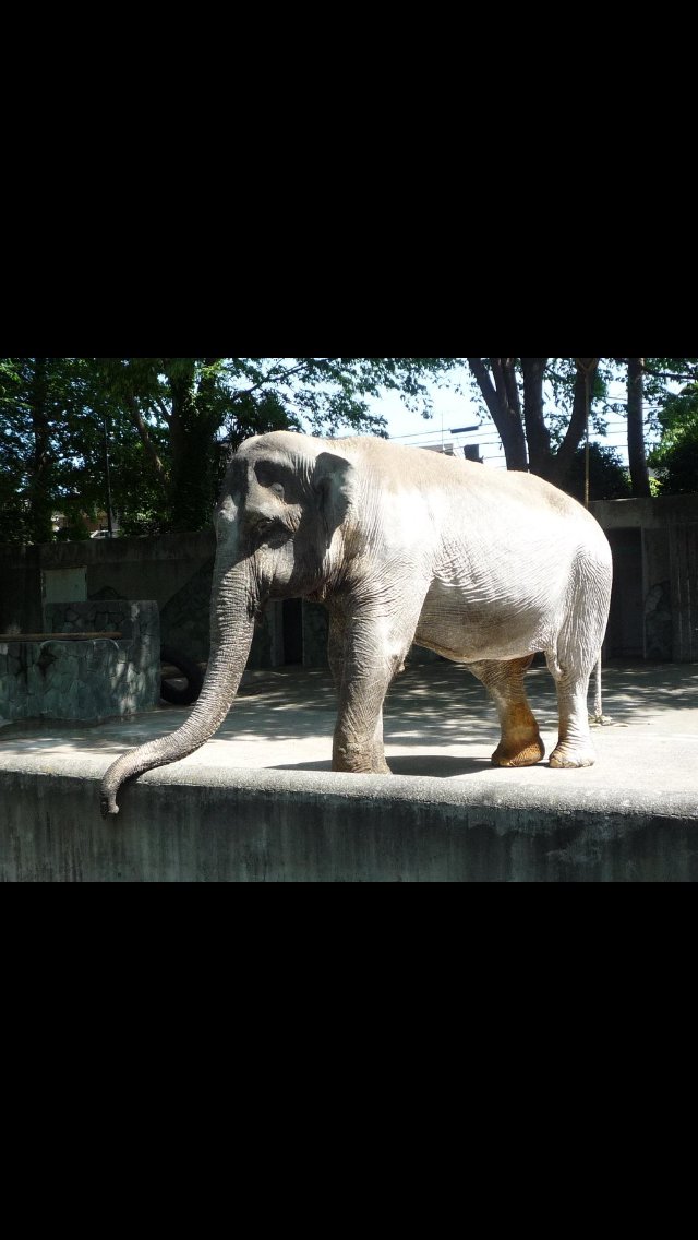 パン🍞アイス🍨ケーキ🍰あんこ🍡甘いもの🍩全般大好き。最近は上野動物園アジアゾウのアルンくんに夢中です🐘日本各地に推しのこが増えてきました🦍🦛🐒無言フォローごめんなさい！