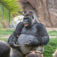 Gorilla Prof (@gorillaprof) 's Twitter Profile