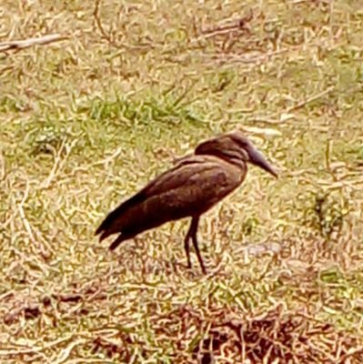 karagombiru's profile picture. 