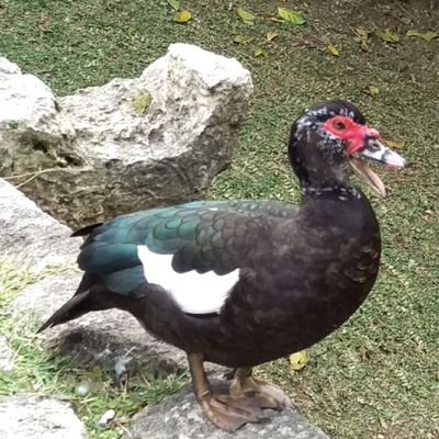 ハルアオイさんのプロフィール画像