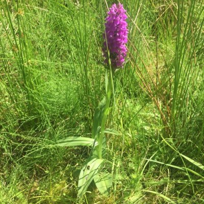 whitehead_ed's profile picture. HTAFC