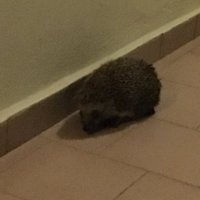 Pan Kossak (@pankossak) 's Twitter Profile