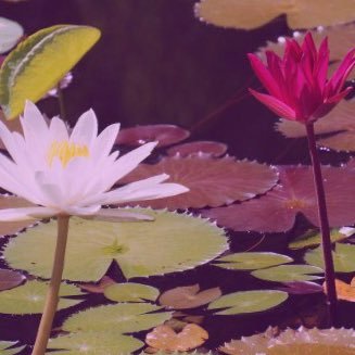 muddlingagain's profile picture. Community and blog for Christian women ♥ MUDDLING THROUGH AGAIN, debut book of prayers, available on Amazon!