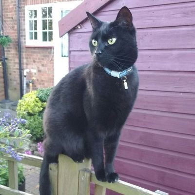 grocottone's profile picture. I like cats and space and I cannot lie. All views my own or those of my cat.