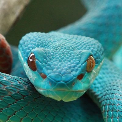 ACViperPro's profile picture. i do stuff