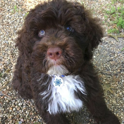 Liberace the Liberal Puppy seeks answers for the disenfranchised and challenges far-right ideologies.  ☮✌🏽🐶🌈❄️🌊