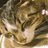 twitter profile