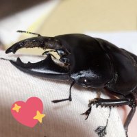 Spike & Friends (@spikethebeetle) 's Twitter Profile Photo Spike & Friends (@spikethebeetle) 's Twitter Profile Photo