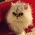 NS (@ns_ottawa) Twitter profile photo NS (@ns_ottawa) Twitter profile photo