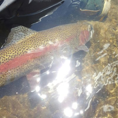 Avid fly fisherman, bow hunter, family man, a loyal friend, a man of faith, and a bamboo rod builder.