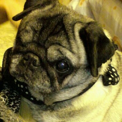 🐶Crossed OTRB aged 17 one-eyed sweet rescue puggy.
You are forever in my heart, missed and loved🌟❤️