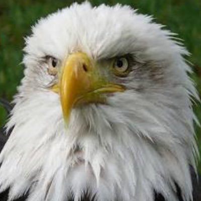 LogicEvidence's profile picture. Democracy, small Gov, free speech, freedom of religion not ideology, hard working, support for needy, support small medium business not TNC (TransNational Corp)