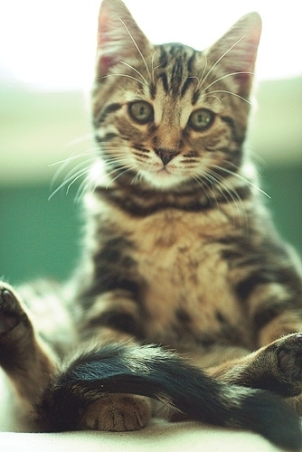 raisingbengals's profile picture. I'm crazy about these little critters called bengals, they are hybrid cats part domestic tabby and part Asian Leopard Cat (ALC) and 100% fun and loving friends.