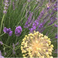 Pregnant Ponderer (@pregnantponder1) 's Twitter Profile