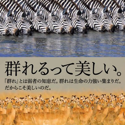 7/13発売！『群れる動物写真集』 なぜ生き物は群れるのか。動物の群れにはどんな意味があるのか。命のために群れる生物たち。命をつなぐために生き物が群れる様子は、美しく、時にコミカルでもあります。本書は主に動物(魚も)の群れの写真に、専門的な解説を載せた、大人も子供も見て楽しい写真集です。