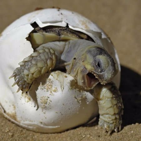 Vertebrate paleontologist, specialist in the study of fossil reptiles, especially European and African Mesozoic and Cenozoic turtles