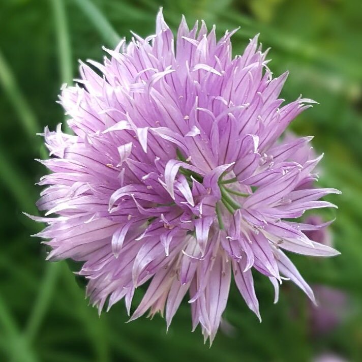 benmelekk's profile picture. MUSTAFA KEMAL'ın ASKERI ❤️🇹🇷❤️!!! Christian!!! Cumhuriyetçi, Milliyetçi, Halkçı ,İnkilapçı, Devletci ve LAIK!!!Akpvepkk lilar sayfamdan uzak dursun!!