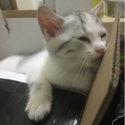 xuye17's profile picture. 