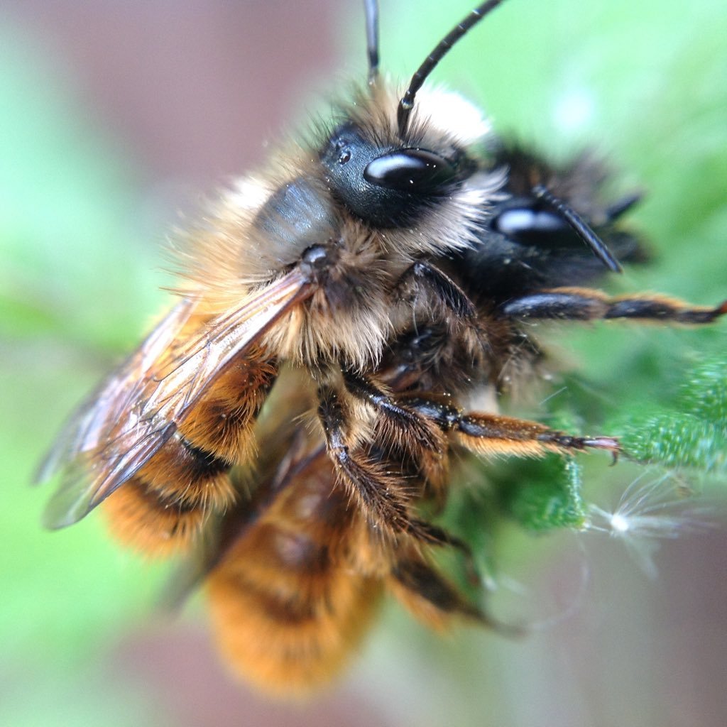 Wildlife Loving Vegan Environmentalist & Animal Rights Activist. Defender of wildlife who builds solitary bee habitats; saving 78 acres of rainforests so far.