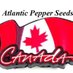 Atlantic Pepperseeds (@aps_pepperseeds) Twitter profile photo Atlantic Pepperseeds (@aps_pepperseeds) Twitter profile photo