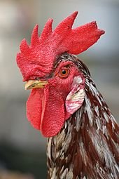 un peu de sel, une dose de poivre, du paprika, pour le poulet sa va bardé