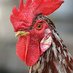 Le poulet spécial (@mrabdou18) Twitter profile photo Le poulet spécial (@mrabdou18) Twitter profile photo
